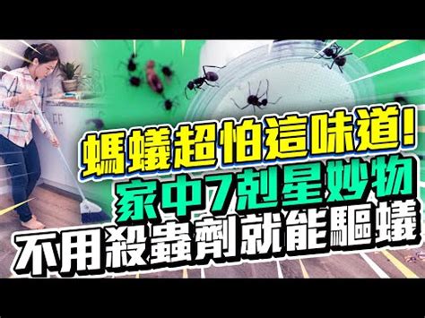 吸引螞蟻的體質|萬能的螞蟻